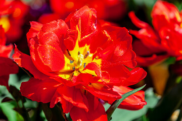 Wet Red open tulip closer