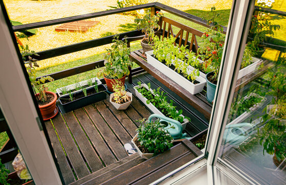 Various herbs and plants growing on home wood balcony in summer, small vegetable garden concept.