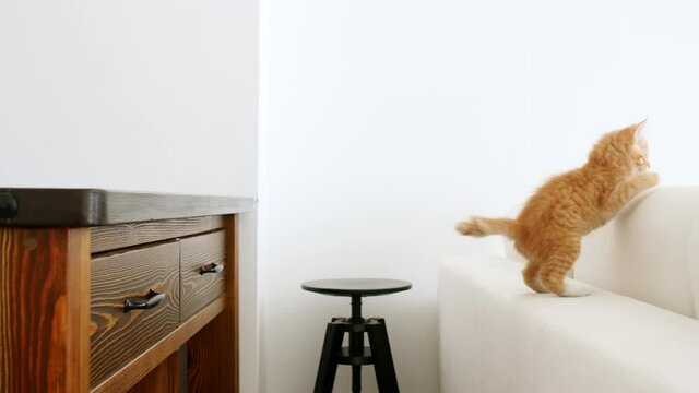 4k Ginger kitten makes a jump in slow motion. Red cat is hunting, jumping. High quality 4k footage