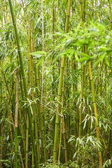 Young bamboo tree with pretty green color with soft blur for background.