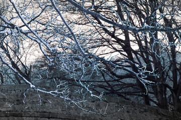 Bare Winter Trees in Irish Countryside