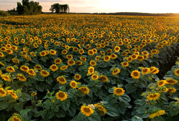 Sunflowers field on sunset. Harvesting Sunflower Seeds in agriculture. Huge yellow flowers on summer sun is harvesting sunflower seeds in autumn harvest season. Gardening and farming concept.
