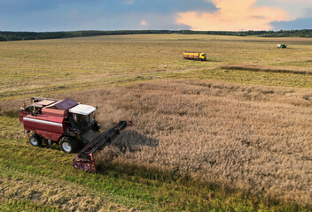 Combine harvester working in rapeseed field. Harvesting machine during cutting crop in a farmland. Combines at rapeseed harvesting. Agricultural landscape concept. Oil crop in market in the world.