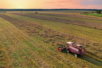 Naklejka premium Combine harvester working in rapeseed field. Harvesting machine during cutting crop in a farmland. Combines at rapeseed harvesting. Agricultural landscape concept. Oil crop in market in the world.