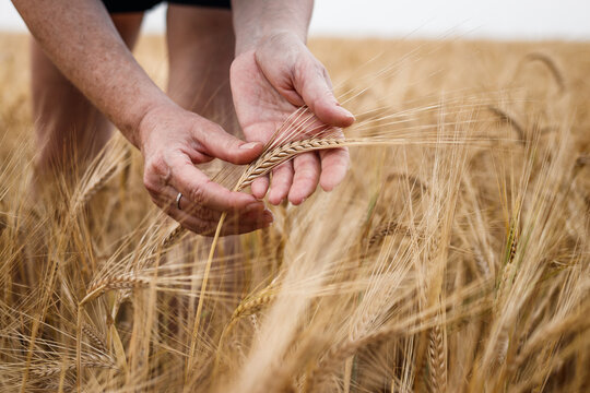 Farmer inspecting agricultural field and control quality of barley crop before harvesting. Female hand touching ripe cereal plant