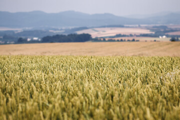 Wheat field in rural scene. Organic farm with cereal plant and defocused countryside. Cultivated plantation. Selective focus