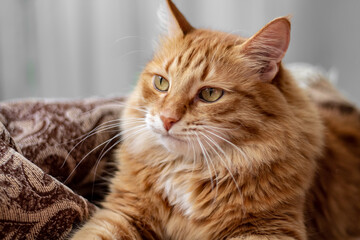 Naklejka na ściany i meble fluffy red-haired fat imposing arrogant arrogant cat lies in a blanket