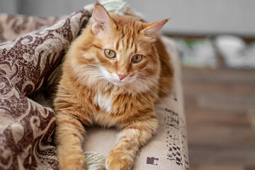 fluffy red-haired fat imposing arrogant arrogant cat lies in a blanket