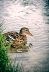 Female Mallard Duck with Water Ripples
