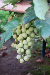 真夏の炎天下、素朴な青々としたふさふさのブドウ園の房模様