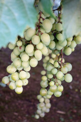 真夏の炎天下、素朴な青々としたふさふさのブドウ園の房模様