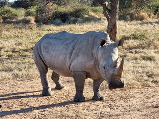 Closeup of a gray baby rhino standing in a sandy field under the bright sun in rural Namibia © Leoni Groeneboer/Wirestock
