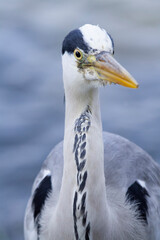 サギ　アオサギ