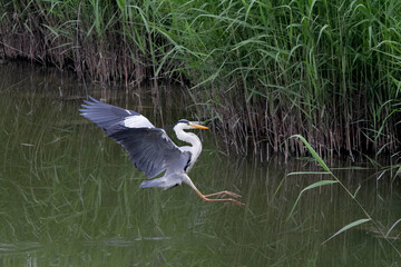 サギ　アオサギ