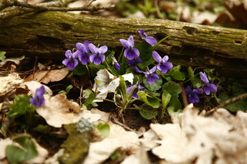 Sweet violet Viola odorata