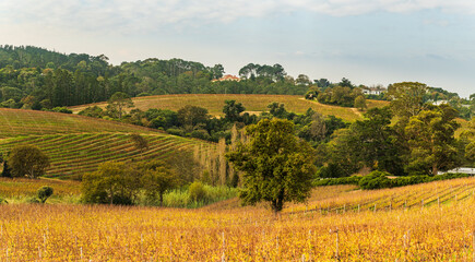 Fototapeta premium Constantia wine valley rolling hills and mountains in Cape Town South Africa
