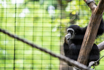 Gibbon