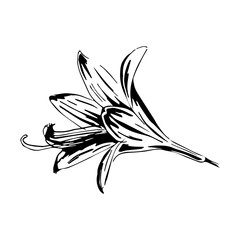 Vector hand drawing lily illustration on white background. Flower icon line art. Suitable for invitations, greeting cards, tattoos, prints, etc. Black and white sketch.