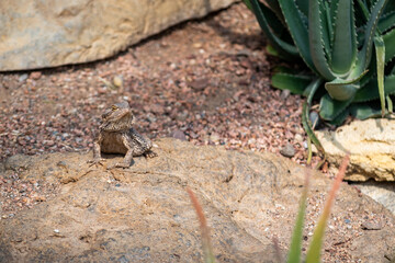 Small lizard in the desert