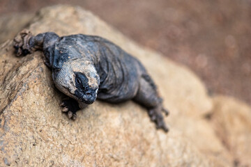 iguana on the rocks in the desert