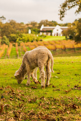 Obraz na płótnie Canvas Sheep grazing in front of cape dutch wine farm in Constantia Cape Town