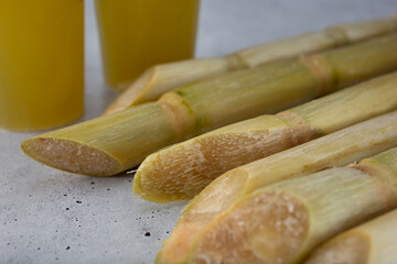 A view of several stalks of sugar cane.