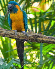 blue and yellow macaw