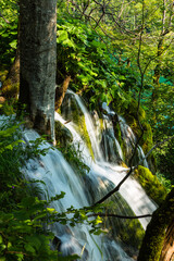 クロアチア　プリトヴィツェ湖群国立公園の原生林の中の滝