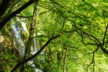 Fototapeta na wymiar クロアチア　プリトヴィツェ湖群国立公園の原生林の中の滝