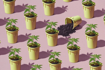 Pattern marijuana, bushes hemp in pots Cannabis cultivation concept