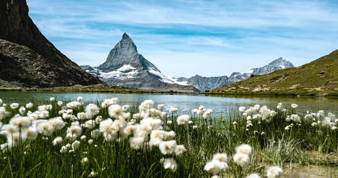Amazing view of Matterhorn behind mountain flowers in Riffelsee Lake