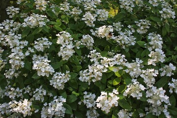 white flowers in the garden