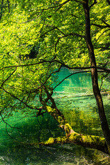 クロアチア　プリトヴィツェ湖群国立公園の澄んだエメラルドグリーンの湖