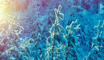 Naklejka premium Beautiful Christmas Winter