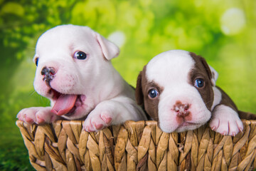 Two funny American Bullies puppies on green background