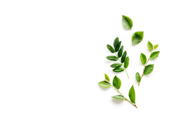 Layout of green leaf and branches isolated on white. Overhead view