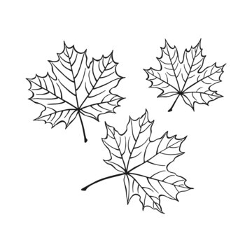 Set of hand drawn maple leaf outline. Maple leaf in line art style isolated on white background.