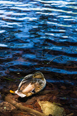 クロアチア　プリトヴィツェ湖群国立公園の澄んだ湖とカルガモ