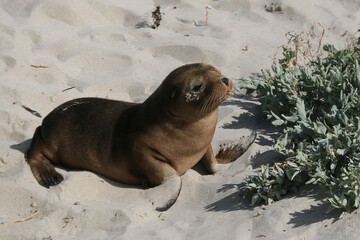 Fototapeta premium seal pup on the beach at kangaroo island