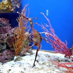 Colourful sea horse on a bright blue background in a coral reef aquarium
