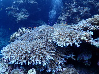 Naklejka na ściany i meble 恩納村海底のサンゴ（沖縄）