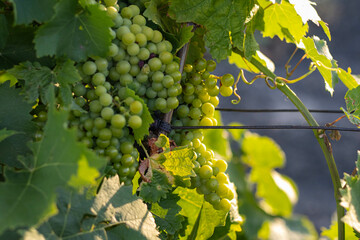 Bunches of grapes, leaves and branches at sunset on a grape field in Crimea