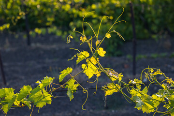 Bunches of grapes, leaves and branches at sunset on a grape field in Crimea
