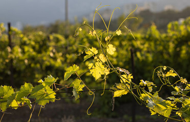 Bunches of grapes, leaves and branches at sunset on a grape field in Crimea