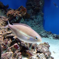 Tropical fish, rock background, coral reef