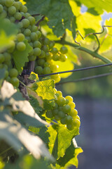 Bunches of grapes, leaves and branches at sunset on a grape field in Crimea