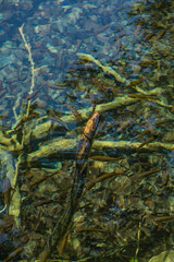 クロアチア　プリトヴィツェ湖群国立公園の澄んだ水