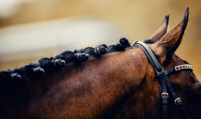 Horse ears and braided mane of a dressage horse. Pigtails on neck sports brown horse - 449882637