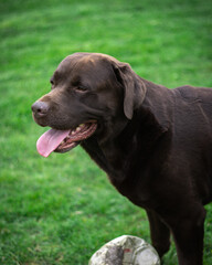 Fototapeta premium brown labrador in the garden