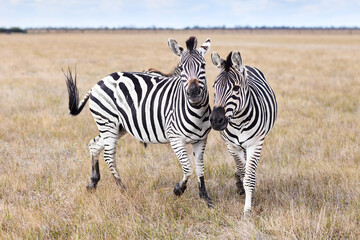 Zebras in grasslands of virgin steppes